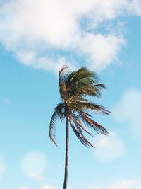 Low angle view of palm tree against sky