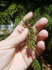 Close-up of hand holding pine needles