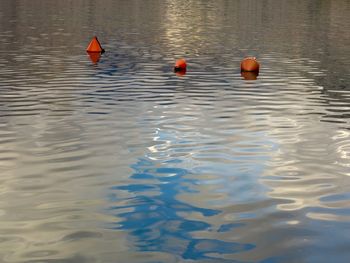 Ducks swimming in water