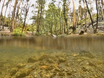 View of forest with stream in background