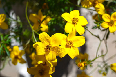 Close-up of yellow flower