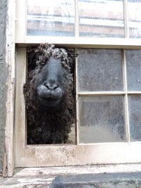 Goat looking through pen window