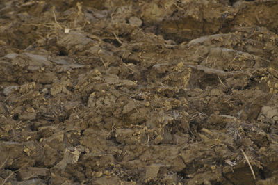 High angle view of a rock