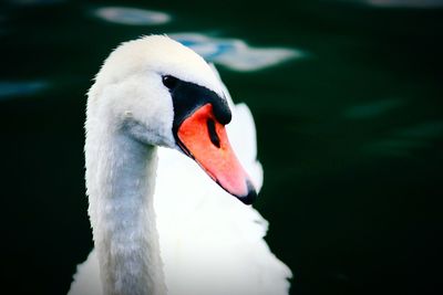 Close-up of swan swimming in lake