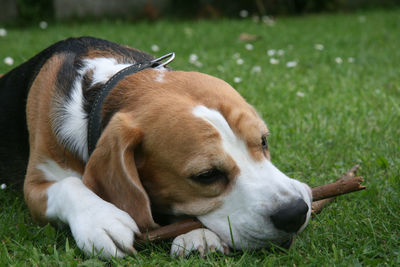 Close-up of dog lying on grass