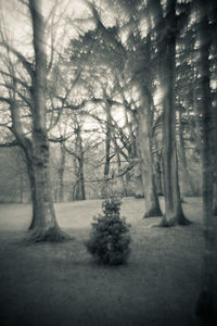 Bare trees in forest