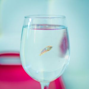 Close-up of fish in water
