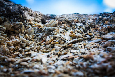 Surface level of shells on beach