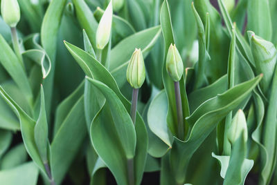 Close-up of green flowering plant