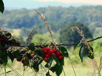 Close-up of red berries growing on tree