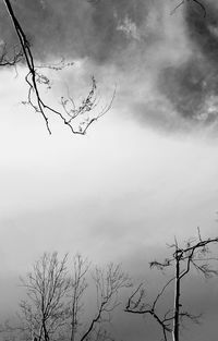 Bare tree against sky