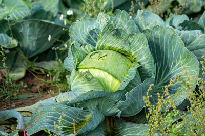 Close-up of fresh green leaves on field