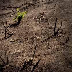 High angle view of dead plants on field