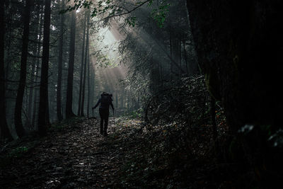 Silhouette person standing by trees in forest during foggy weather