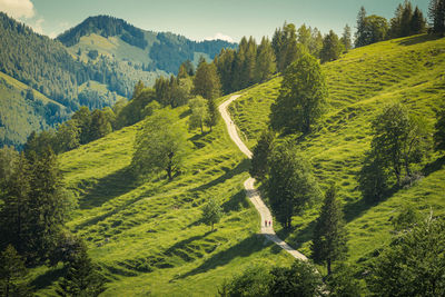 Scenic view of green landscape