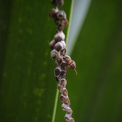 Close-up of plant on field