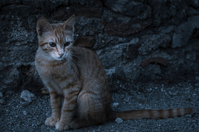 Portrait of cat sitting outdoors