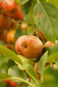 Close-up of fruits on plant