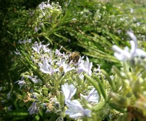 Close-up of insect on flowers