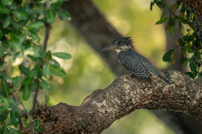 Low angle view of bird perching on tree