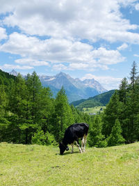 Cow standing on field against sky