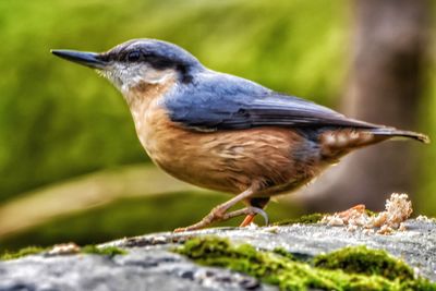 Close-up of bird perching on wood