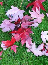 Close-up of maple leaves on grassy field