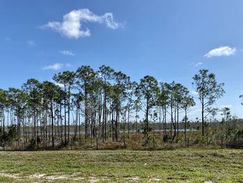 Trees on field against sky