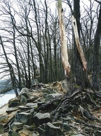 Bare trees in forest