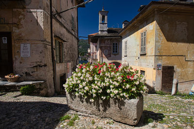 Potted plant outside house against buildings