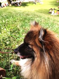 Close-up of dog on field