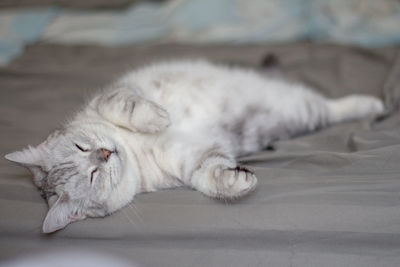 Close-up of a cat sleeping on bed