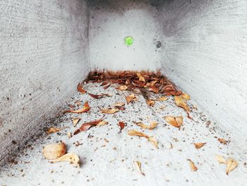 High angle view of leaf on wall