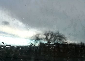 Close-up of wet tree against sky