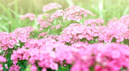 Close-up of pink flowers blooming outdoors