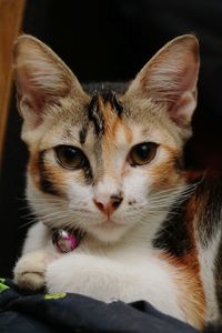 Close-up portrait of cat