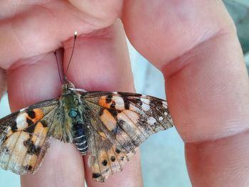 Midsection of person holding butterfly