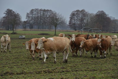 Herd of sheep on field