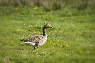 Bird on a field