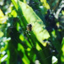 Close-up of spider web