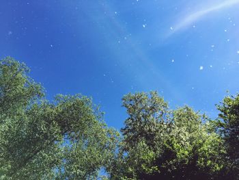 Low angle view of trees against blue sky