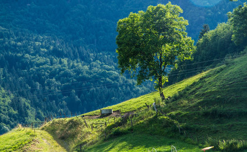 La compote in savoie in france