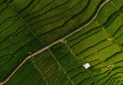 Full frame shot of green leaves