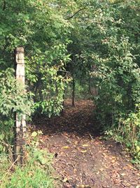 Trees in forest