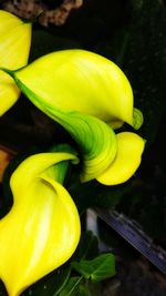 Close-up of yellow flower