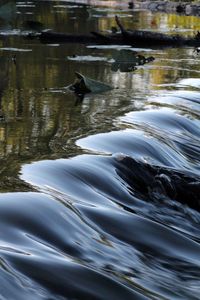 Ducks in lake