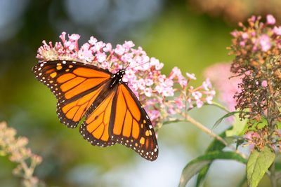 Close-up of butterfly pollinating on flower