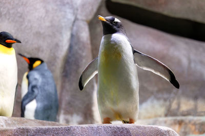 Close-up of penguin