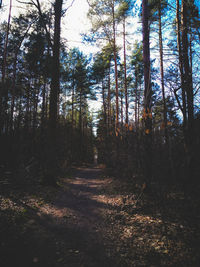 Trees growing in forest