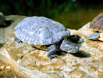 Close-up of turtle on rock